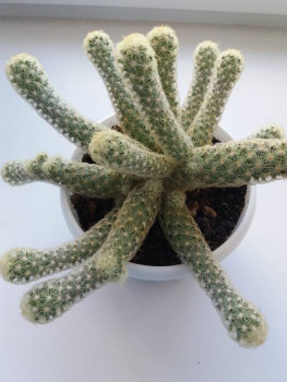 Мои комнатные растения. - 20210623_132237.jpg