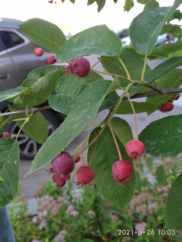 Декоративные садовые растения. - IMG_20210628_100344.jpg