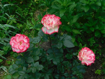 Декоративные садовые растения. - DSCN6867.JPG