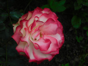 Декоративные садовые растения. - DSCN6865.JPG