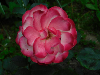 Декоративные садовые растения. - DSCN6866.JPG