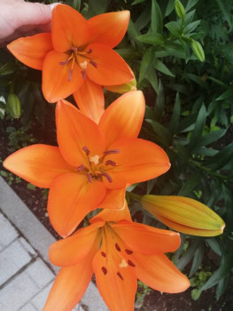 Декоративные садовые растения. - IMG_20210630_073304.jpg