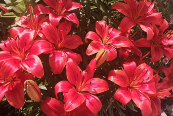 Декоративные садовые растения. - IMG_20210623_141612.jpg