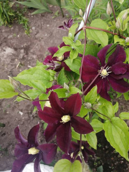 Декоративные садовые растения. - IMG_20210625_113908.jpg