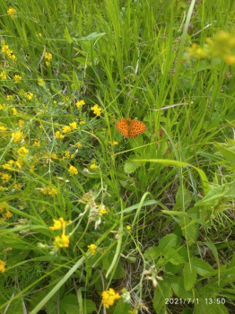 Чем сегодня занимались - IMG_20210701_135034_1.jpg