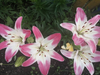 Декоративные садовые растения. - IMG_20210701_192852.jpg