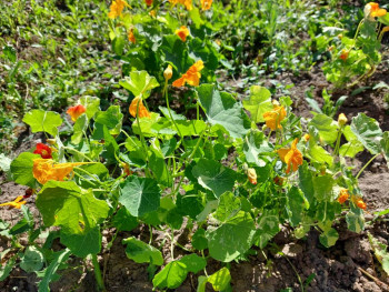 Цветник без хлопот. - 20210706_161702.jpg