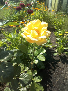 Дыхание роз - IMG_20210708_110242.jpg