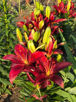 Декоративные садовые растения. - IMG-20210703-WA0007.jpg