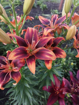 Декоративные садовые растения. - IMG-20210707-WA0021.jpg