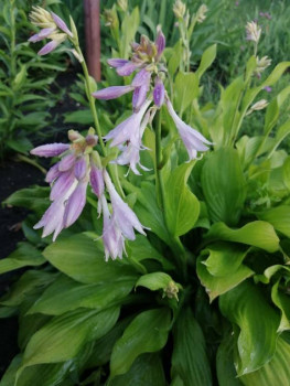 Декоративные садовые растения. - IMG-20210707-WA0022.jpg