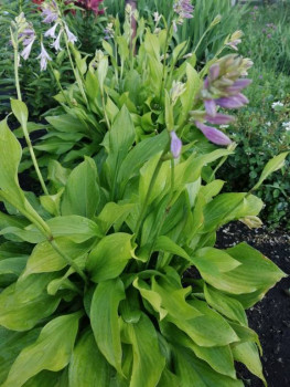 Декоративные садовые растения. - IMG-20210707-WA0023.jpg