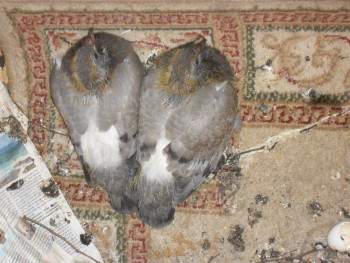 Чем сегодня занимались - SDC11450.JPG