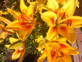 Декоративные садовые растения. - IMG_20210711_153155.jpg