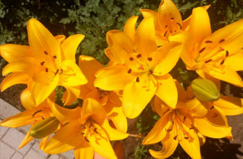 Декоративные садовые растения. - IMG_20210711_153056.jpg