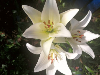 Декоративные садовые растения. - IMG_20210711_153016.jpg