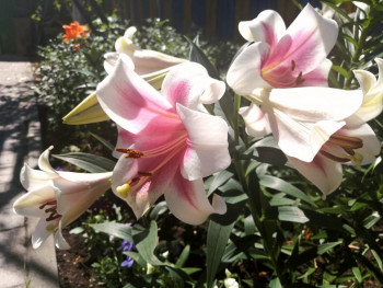 Декоративные садовые растения. - IMG_20210711_152946.jpg