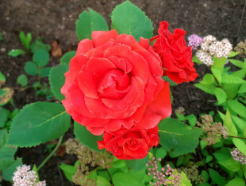 Дыхание роз - zxu_b3DFcgg.jpg