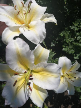 Декоративные садовые растения. - IMG_20210722_103722.jpg