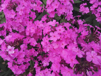 Декоративные садовые растения. - IMG_20210722_155340.jpg