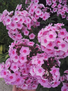 Декоративные садовые растения. - IMG_20210722_154605.jpg