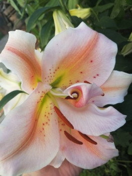 Декоративные садовые растения. - IMG_20210720_183524.jpg