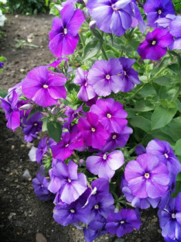 Декоративные садовые растения. - IMG-20210725-WA0006.jpg