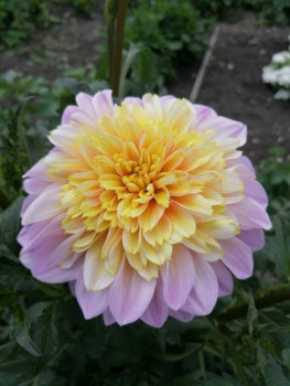 Декоративные садовые растения. - IMG-20210725-WA0017.jpg