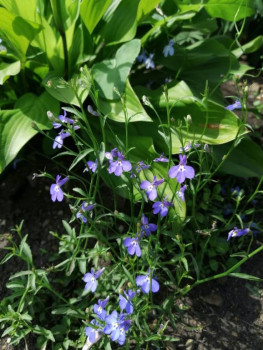 Декоративные садовые растения. - IMG-20210725-WA0025.jpg