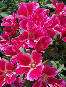 Декоративные садовые растения. - IMG-20210725-WA0007.jpg