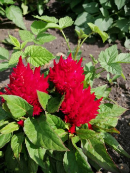 Декоративные садовые растения. - IMG-20210725-WA0014.jpg