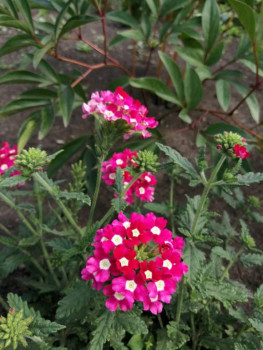 Декоративные садовые растения. - IMG-20210725-WA0026.jpg