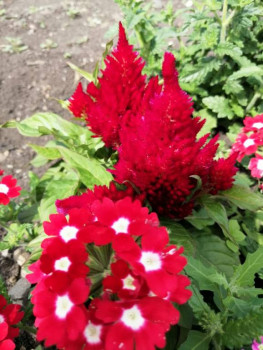 Декоративные садовые растения. - IMG-20210725-WA0027.jpg