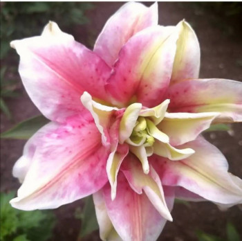 Декоративные садовые растения. - Screenshot_20210726_141130.jpg