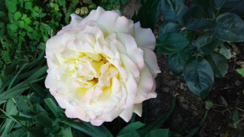 Дыхание роз - 20210726_110115.jpg