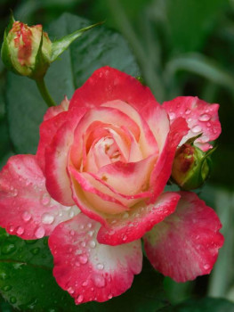 Дыхание роз - DSCN8043.JPG