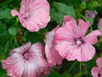 Декоративные садовые растения. - DSCN8015.JPG