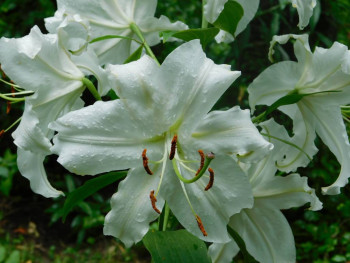 Декоративные садовые растения. - DSCN8033.JPG