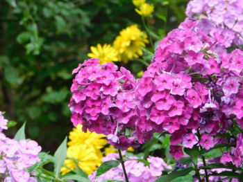 Декоративные садовые растения. - DSCN8035.JPG