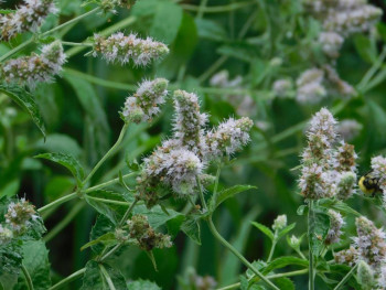 Декоративные садовые растения. - DSCN8066.JPG