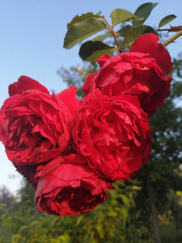 Чем сегодня занимались - IMG_20210809_063612_1.jpg