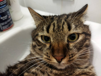 Клуб фелинологов-любителей  - IMG_20210820_202509.jpg