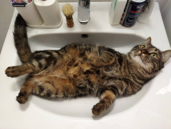 Клуб фелинологов-любителей  - IMG_20210820_202447.jpg