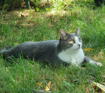 Клуб фелинологов-любителей  - 20210727_114300.jpg