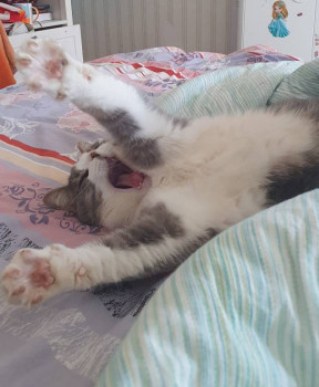 Клуб фелинологов-любителей  - 20210526_103900.jpg