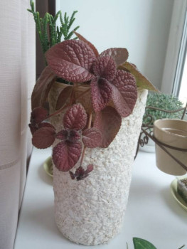 Наши увлечения на досуге. Делимся и вдохновляемся . - 20210826_155747.jpg