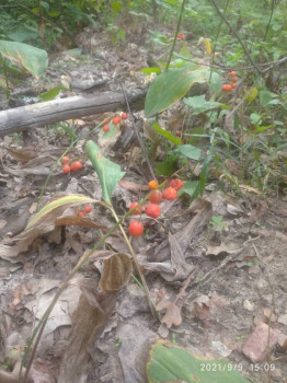 Осенние ландыши выглядят аппетитно.)