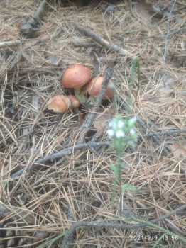 Маслята отборные.