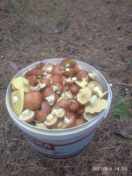 Чем сегодня занимались - IMG_20210909_145020_1.jpg