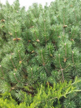 Чем сегодня занимались - IMG_20210911_165225.jpg